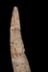 Altar Tusk