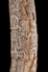 Altar Tusk