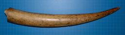 Altar Tusk
