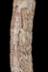 Altar Tusk