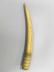 Horn or Flute