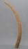 Altar Tusk