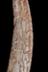 Altar Tusk
