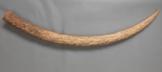 Altar Tusk