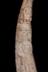 Altar Tusk