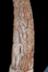 Altar Tusk