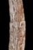 Altar Tusk
